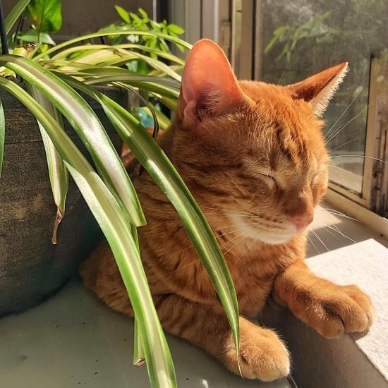 Are Spider Plants Poisonous to Cats 2