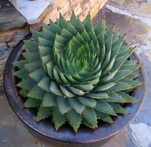 Types of Aloe Varieties | Spiral Aleo