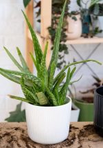 How Often Do You Water Aloe Vera Plants? | Balcony Garden Web