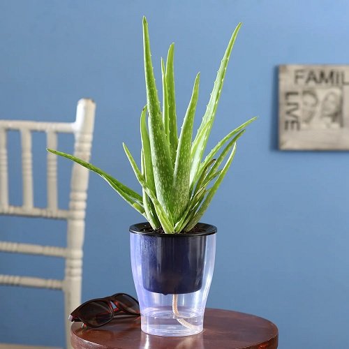 How Often Do You Water Aloe Vera Plants 22