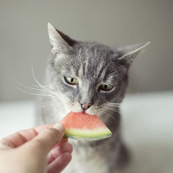 Can Cats Eat Watermelon? Is It Safe?
