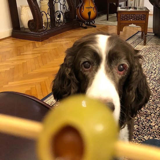 Can Dogs Eat Olives? Are Olives Bad for Dogs?