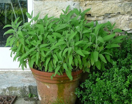 Requirements for Growing Sage in Pots