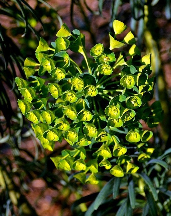 Types of Green Flowers you never knew about
