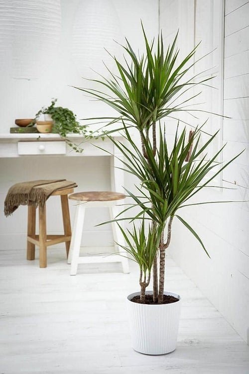 Best Large Indoor Plants 6