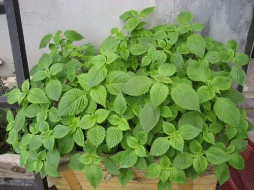 Top Mint Variety Types for Container