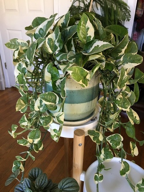Best Pothos to Grow on stand 