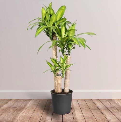 Best Large Indoor Plants 8