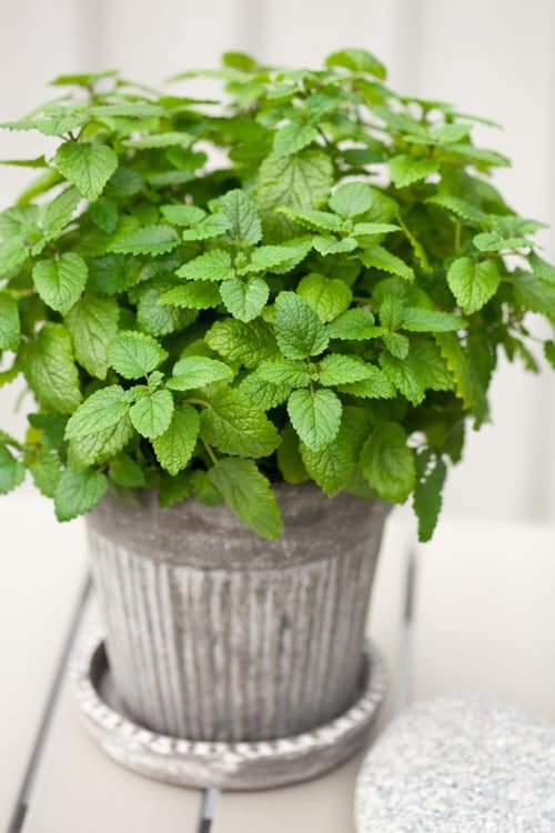 Plants That Seem Like Mint But Aren't