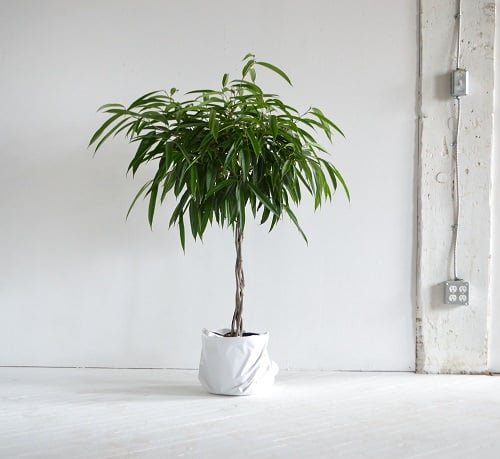 Best Large Indoor Plants-Ficus Alii Plant