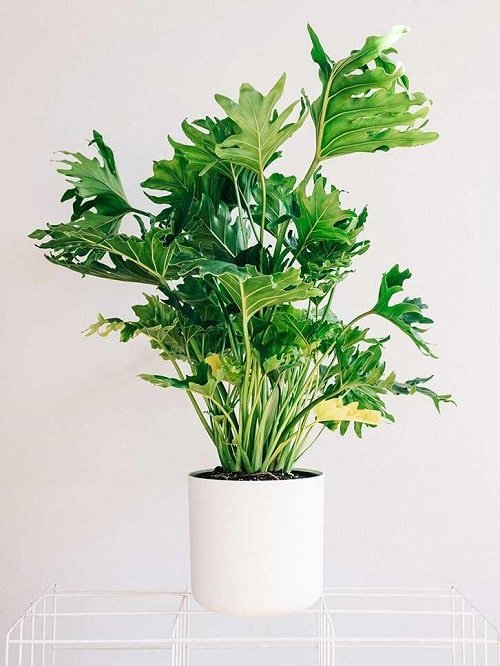 Best Large Indoor Plants 14