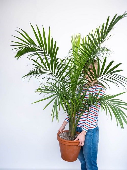 Best Large Indoor Plants 4