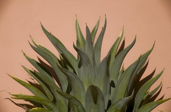 Agave benefits for hair
