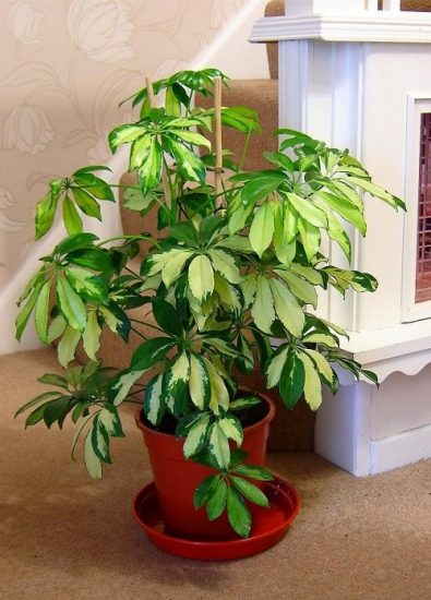 Schefflera Plant Care Indoors | Growing Umbrella Plant