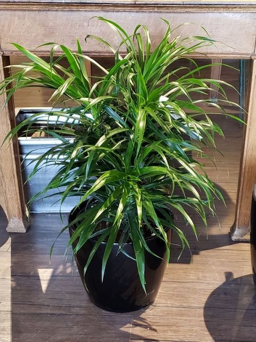 Best Large Indoor Plants-Anita Dracaena