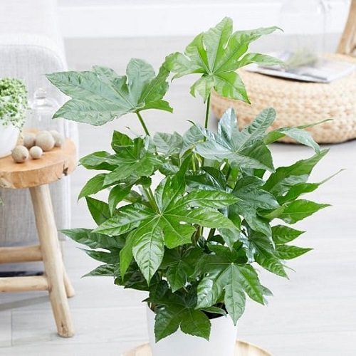 Best Large Indoor Plants 26