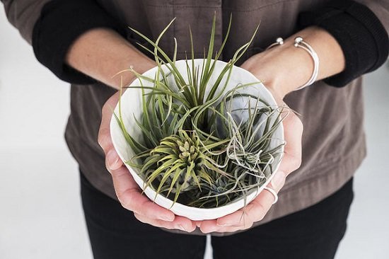 Do Air Plants Need Sunlight? Or they can grow without it? Find your answers in this detailed article.