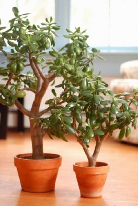 7 Credible Scientifically Proven Jade Plant Benefits