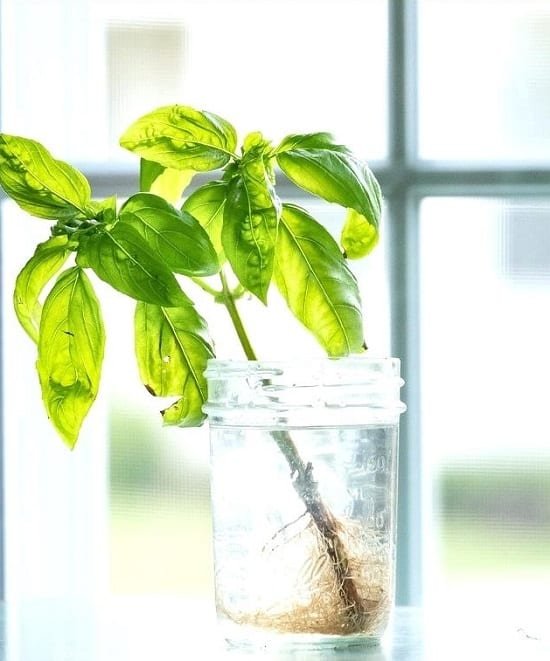 Growing Basil in Water | How to Grow Basil in Water