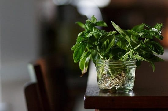 For never-ending fresh & aromatic supply of sweet basil sprigs in your kitchen, follow these 6 steps and start Growing Basil in Water.