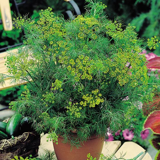 Growing Dill in Pots? Learn everything you need for proper dill plant care in this informative article.