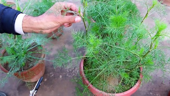 Growing dill in pots, dill plant care and harvesting