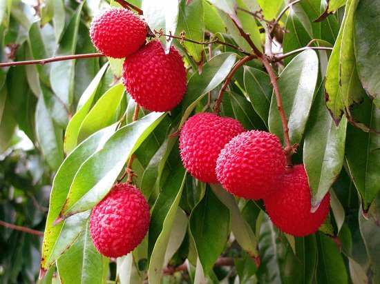 What Does Lychee Taste Like? Where it grows and Lychee Benefits. Learn everything related to this aromatic tropical fruit in this detailed article!