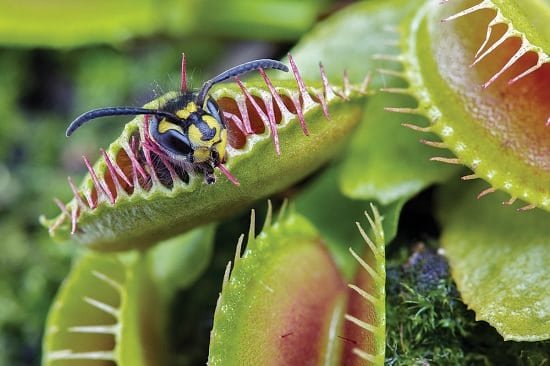 What Carnivorous Plants Eat
