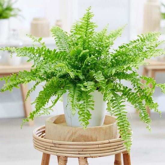 11 Proven Air Purifying Plants Safe For Cats