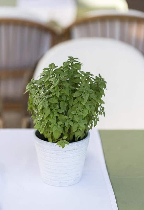 Growing Basil Indoors is not only possible but easy as well. Doing this can allow you to enjoy the fresh harvest of this culinary herb year-round, even in Winters!