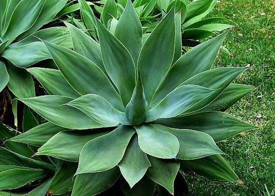 Types of Agave