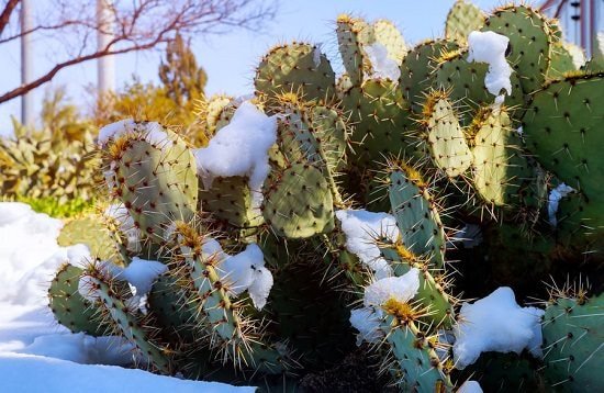 Prickly Pear Cactus Facts