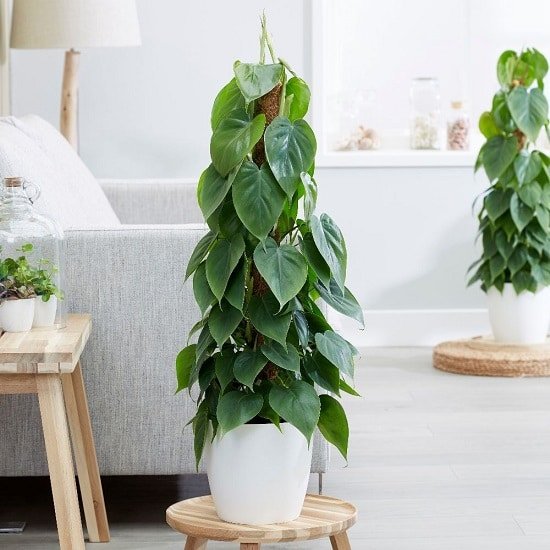 Types of Philodendron