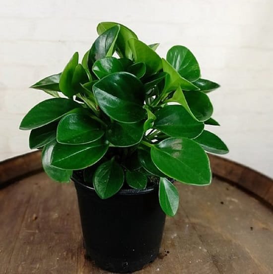 Baby Rubber Plant with black pot