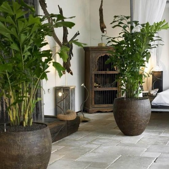 Types of indoor palm plants