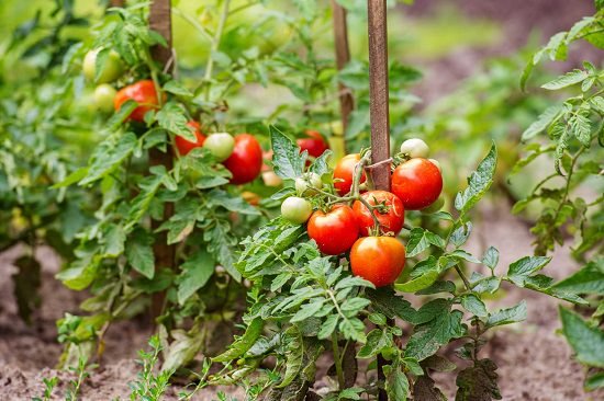 Best tomatoes to grow indoors
