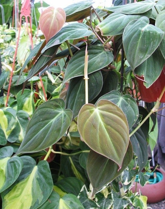 Some of the best Types of Philodendron