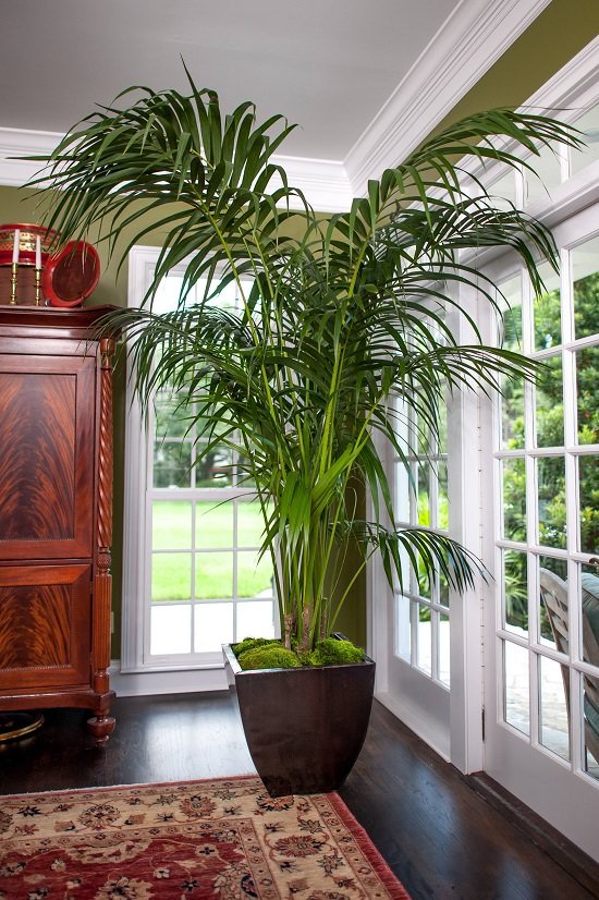 Types Of Indoor Palms