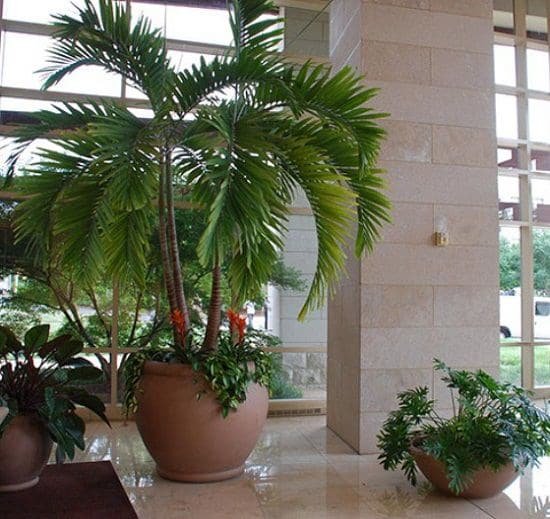 17 Types of Indoor Palm Plants | Best Palm Varieties