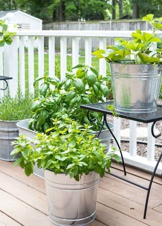 How to start an herb garden in an apartment