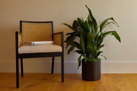 Low Light Indoor Plants Safe for Cats and Dogs 2