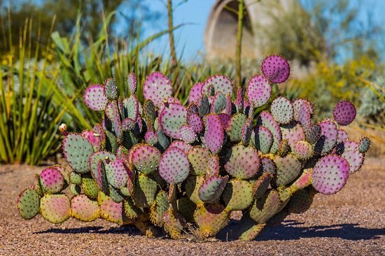 Types Of Prickly Pear Cactus 