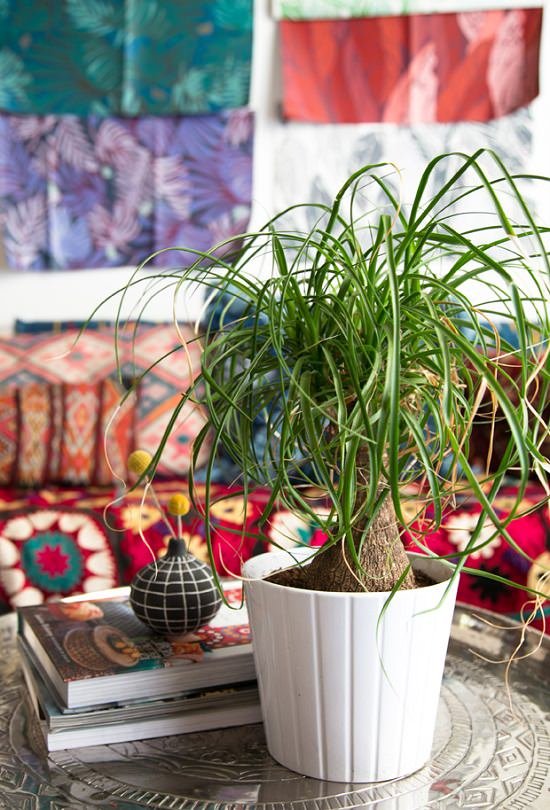 If your reason for being a houseplant murderer is a busy lifestyle or forgetful nature, grow these 14 Indoor Plants that Don't Need Water before a month.