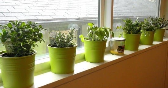 How to Decorate a Rental Home with Plants