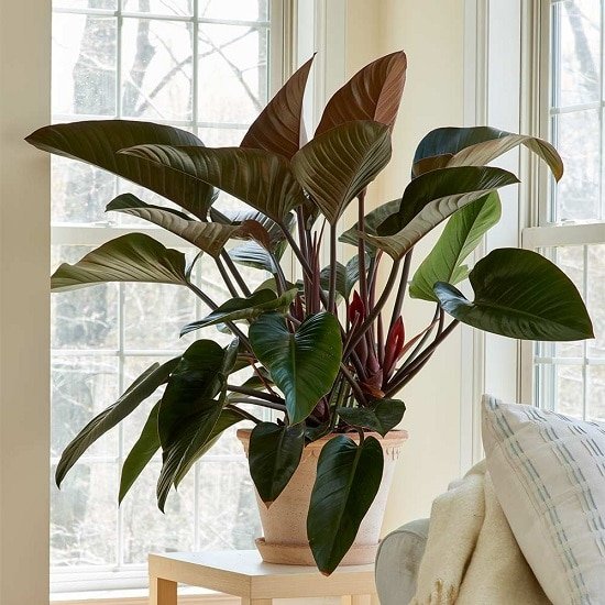 Types of Philodendron to grow indoors 