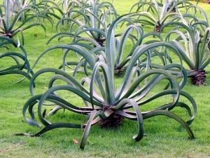 12 Types Of Agave Plants To Grow | Best Agave Varieties