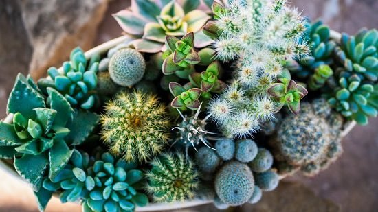 Succulents and Cactii