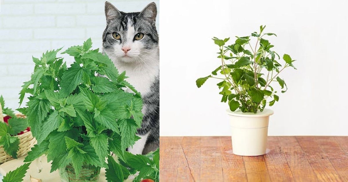 А мы пахнем кошачьей мятой и листвой. Котовник кошачий (Nepeta cataria). Котовник кошачий Базилио. Catnip Кошачья мята. Кошачья мята 3 гр..