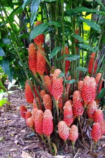 19 Types of Ginger Plants | Best Ginger Varieties | Balcony Garden Web