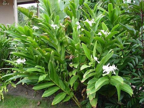 Types of Ginger Plants 4
